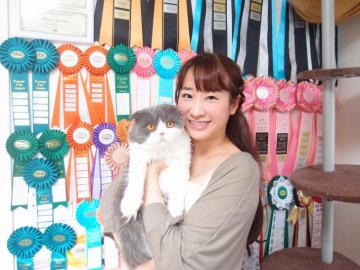 CFA・TICA登録のおすすめキャッテリー特集｜久保田彩ブリーダー
