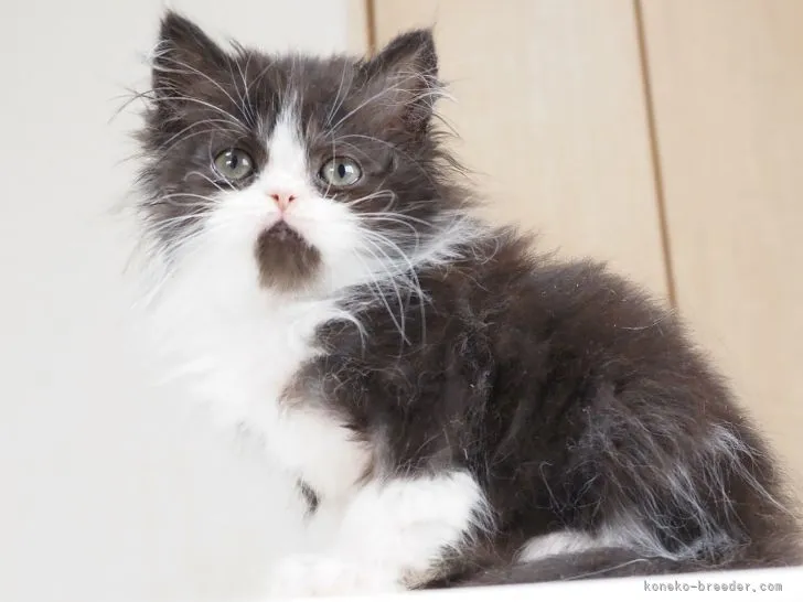 ID：2204-00946の子猫