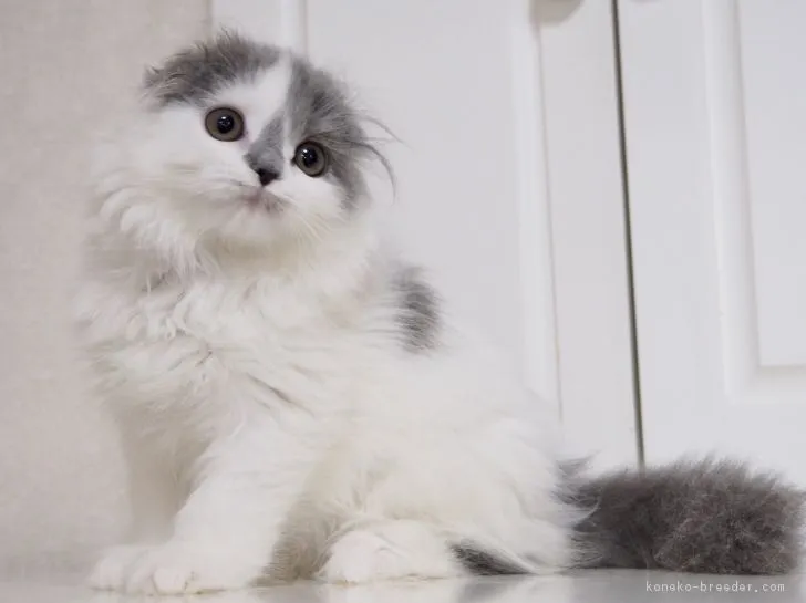 ID：1806-00382の子猫