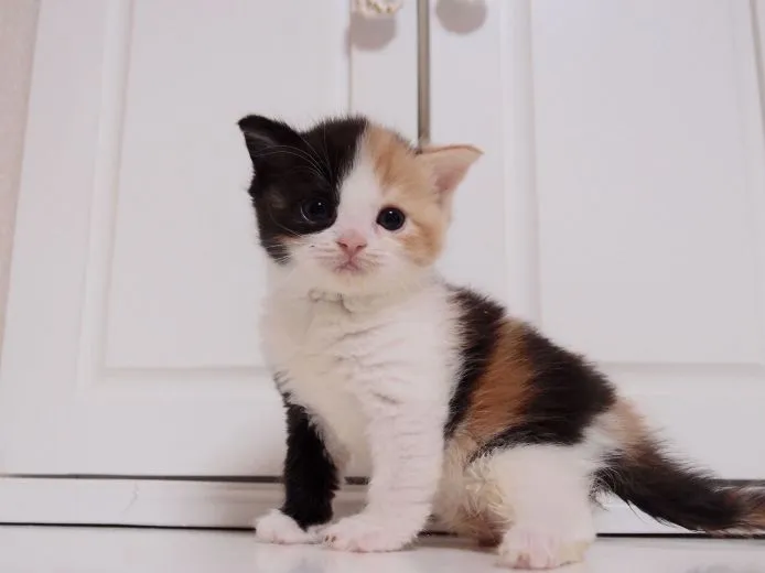 ID：1502-00193の子猫