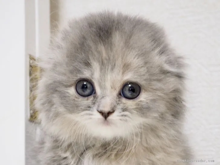 ID：1711-00896の子猫