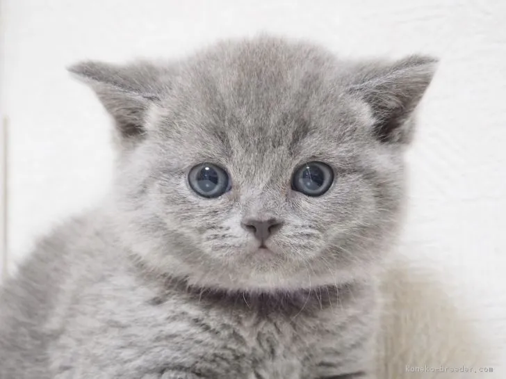 BK 様のお迎えした子猫