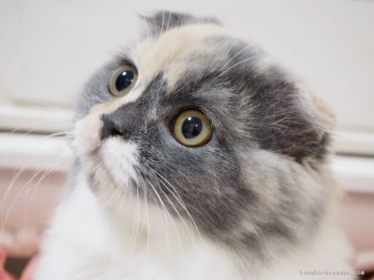 ID：1709-00884の子猫