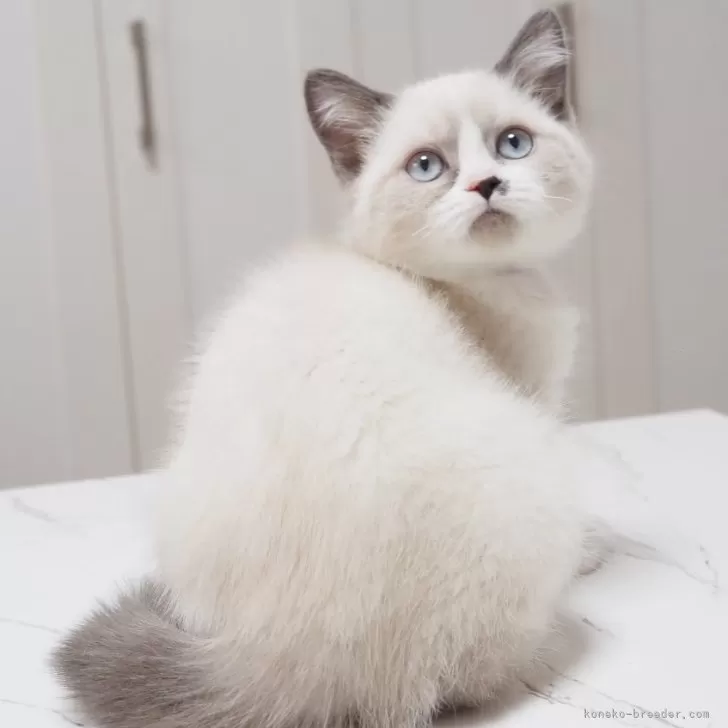 ID：2403-02721の子猫