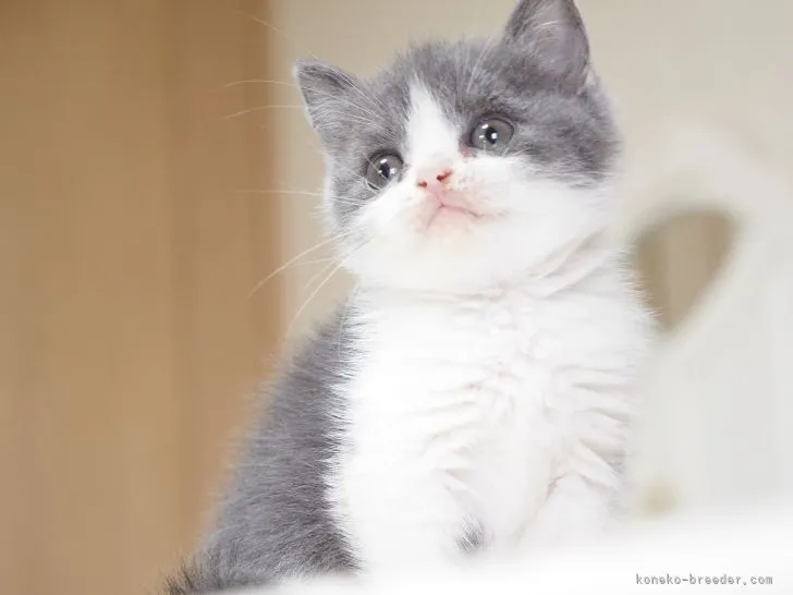 ID：2205-01824の子猫