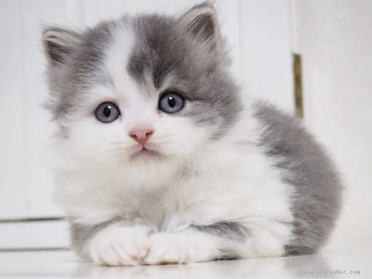 ID：1906-01261の子猫