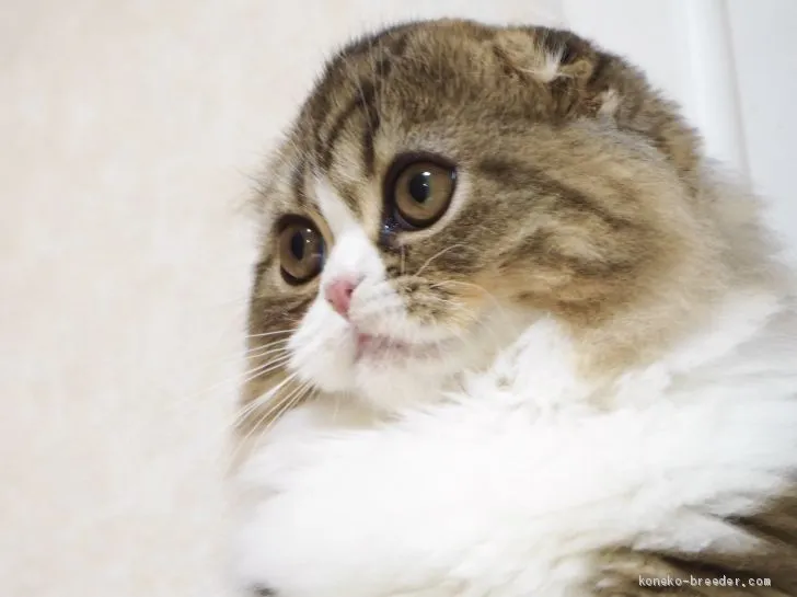 T.Ｉ 様のお迎えした子猫