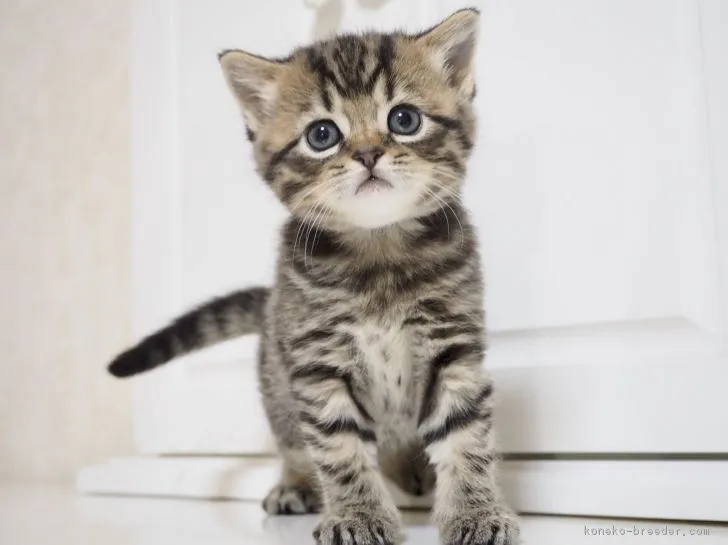 ID：1810-01669の子猫