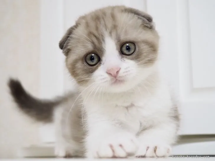 ID：1902-00249の子猫