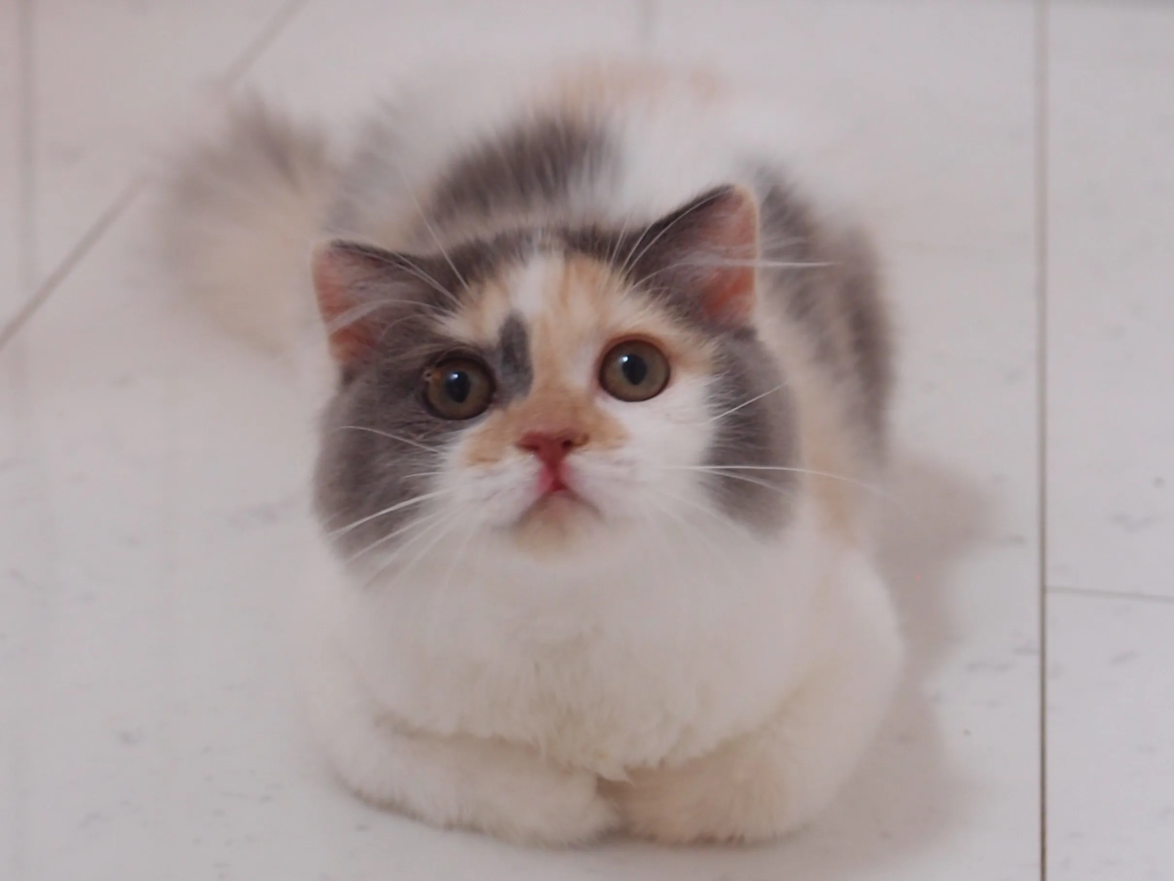 ID：1604-00774の子猫