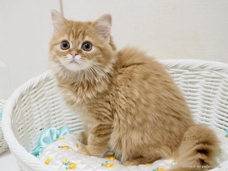 ID：1903-00604の子猫