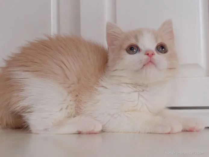 いち 様のお迎えした子猫