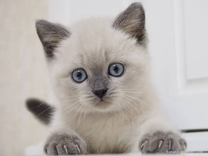 ID：1810-00549の子猫