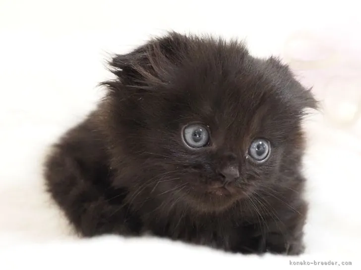 ID：2204-00520の子猫