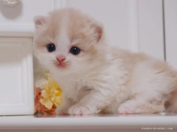 ID：1606-00958の子猫