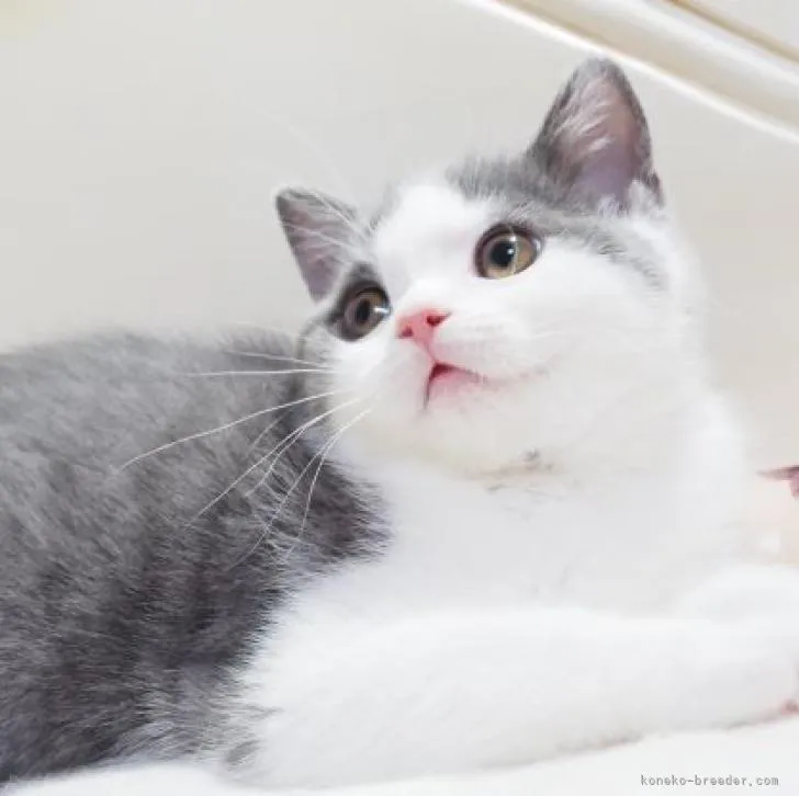 ID：2303-00379の子猫