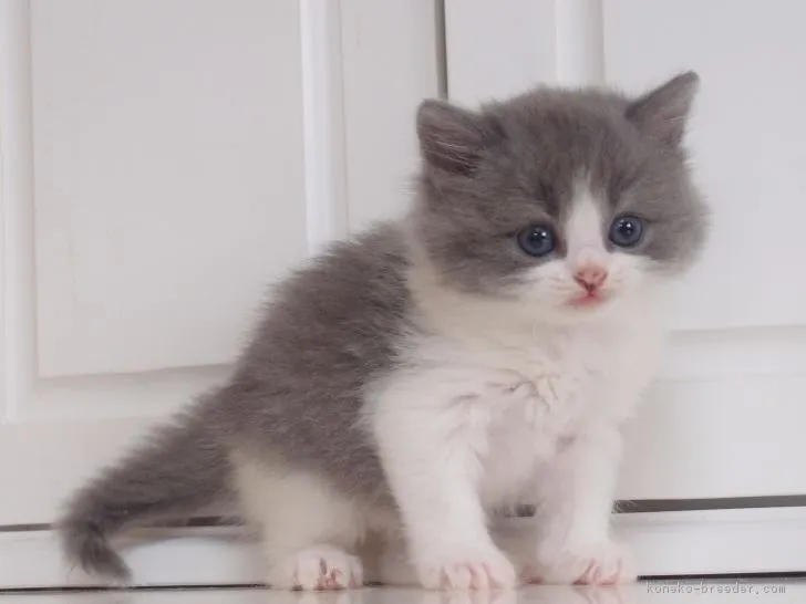 スーさん 様のお迎えした子猫