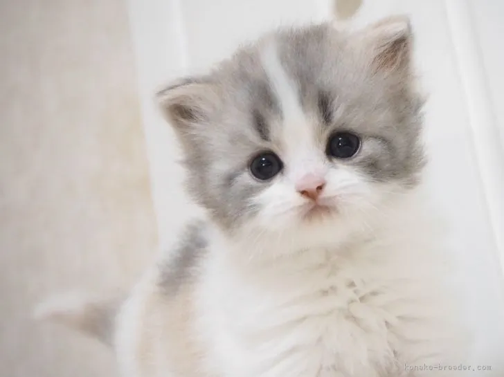 オリ 様のお迎えした子猫