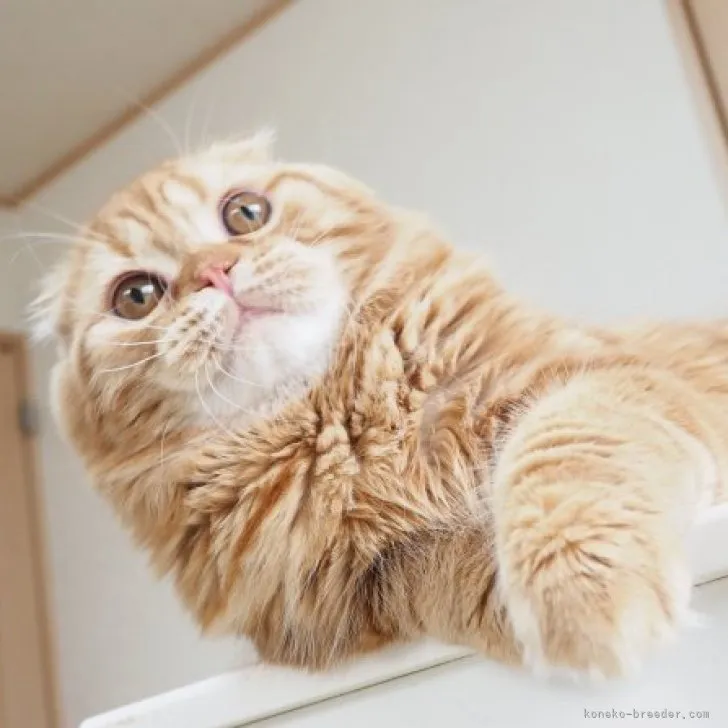 ID：2210-01894の子猫