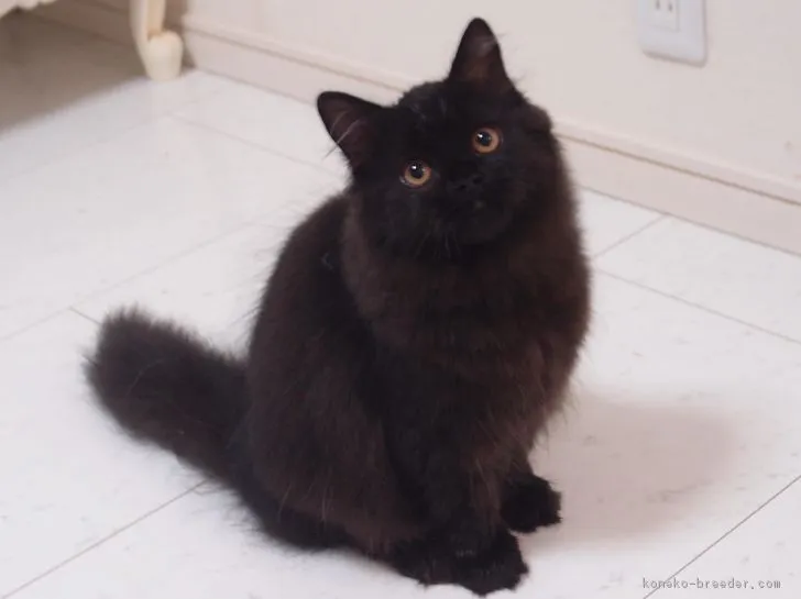ID：1704-00976の子猫