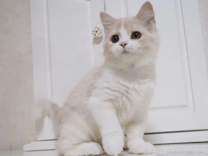 ID:1711-00302の子猫