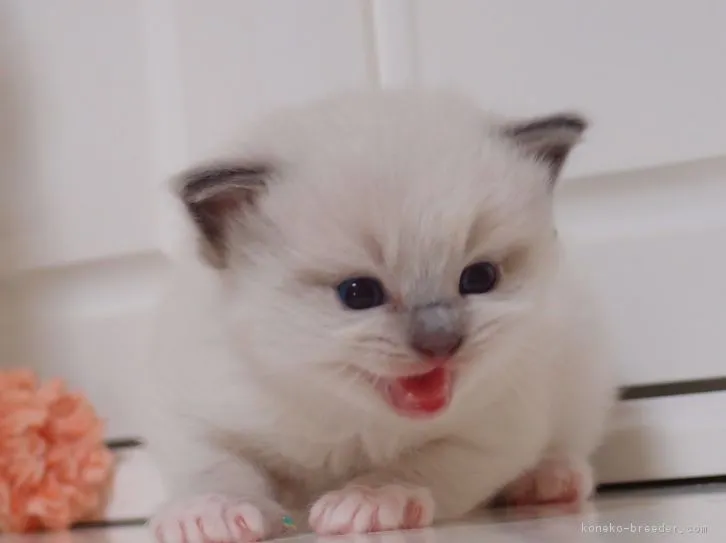 ちょこみるきー 様のお迎えした子猫