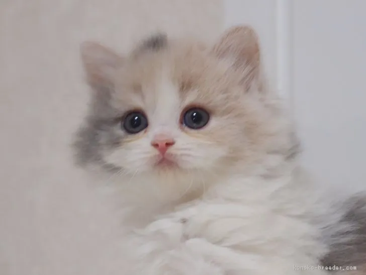 ID：1701-00628の子猫