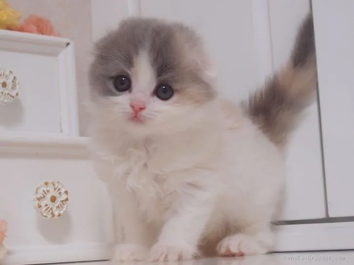 ID：1604-00762の子猫