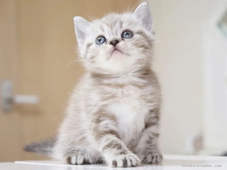 ID：2205-01826の子猫