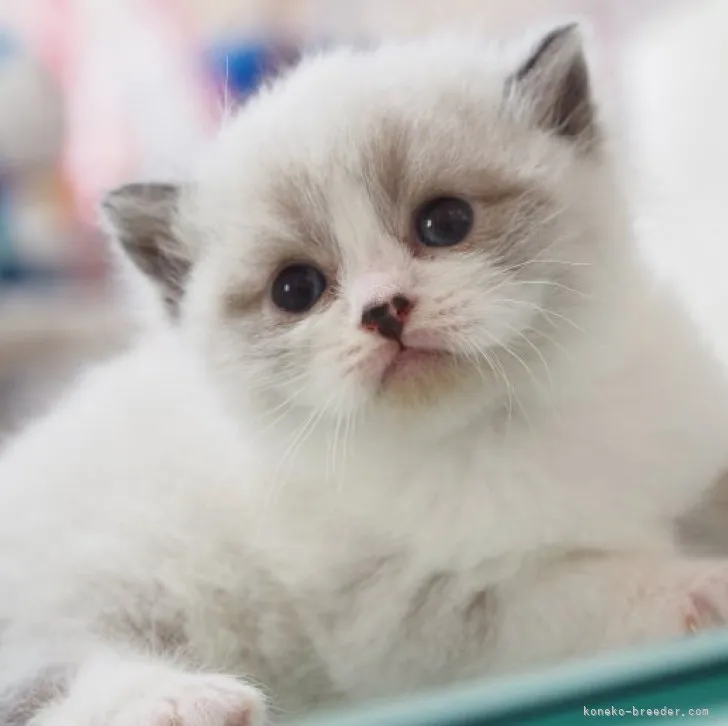 ID:2304-01972の子猫