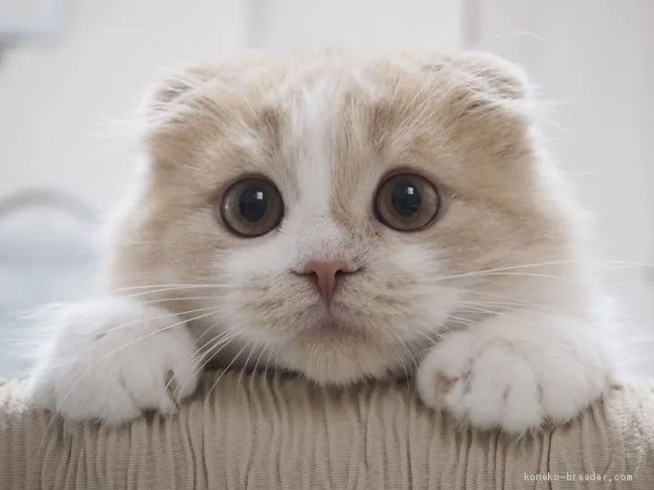 ID：1905-01981の子猫