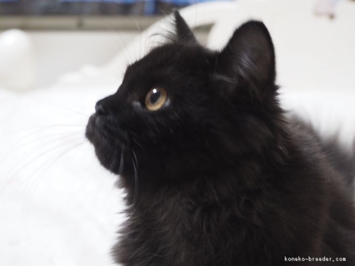 ID:1712-00727の子猫