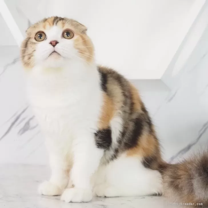 スコティッシュフォールド(折れ耳)【千葉県・女の子・2024年1月25日・ブラッククラシックトービー&amp;ホワイト】の写真1「真ん丸なお顔。」