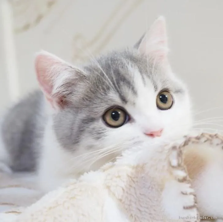 ID:2303-00378の子猫