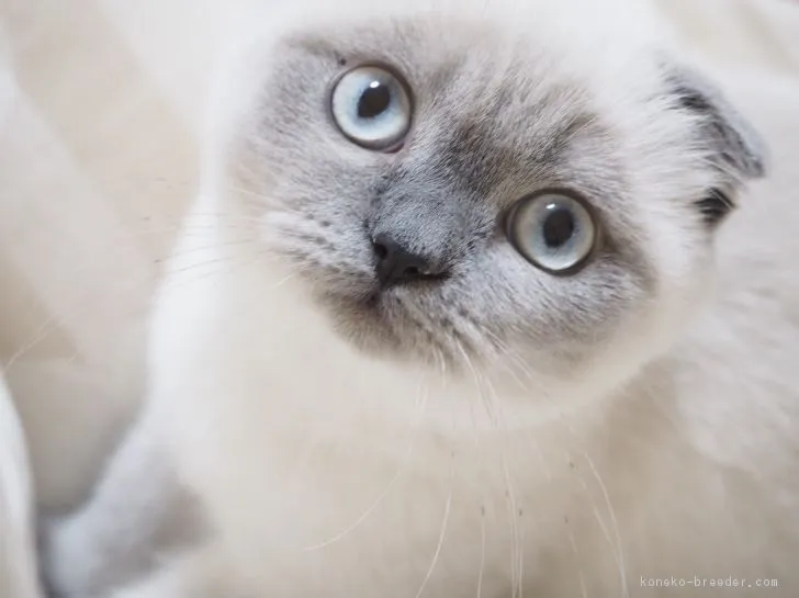 ID：1712-00269の子猫