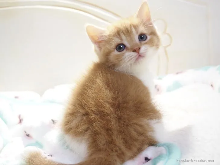ID:2201-01255の子猫