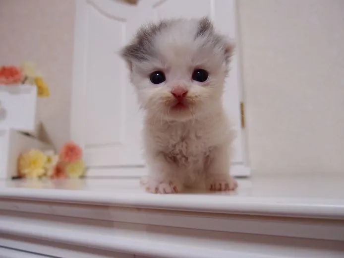 ID：1503-00230の子猫