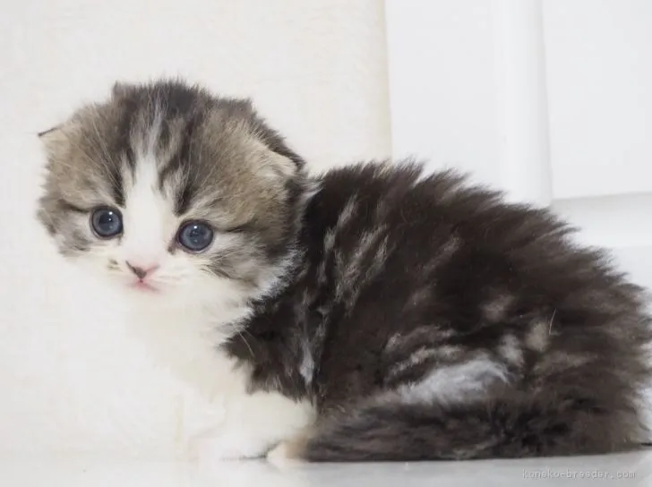 ID：1711-00478の子猫