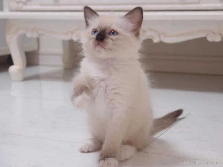 kitazimaizu 様のお迎えした子猫