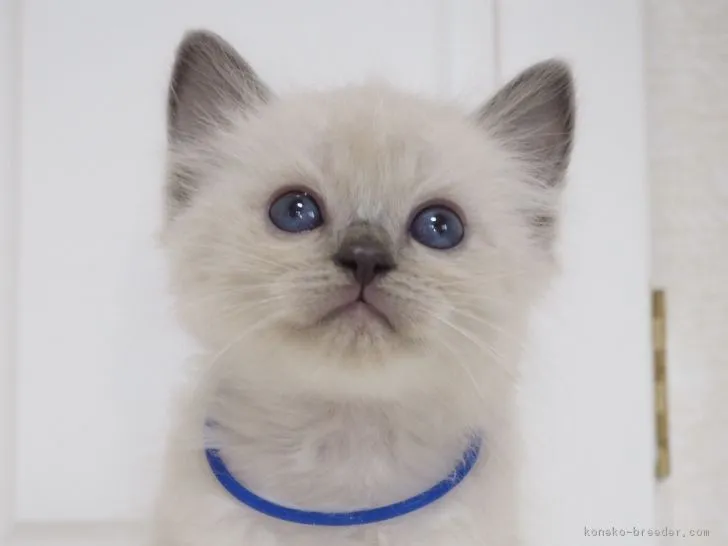 ID：1708-00445の子猫