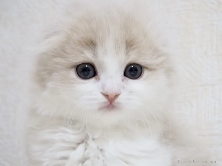 ID：1711-00897の子猫