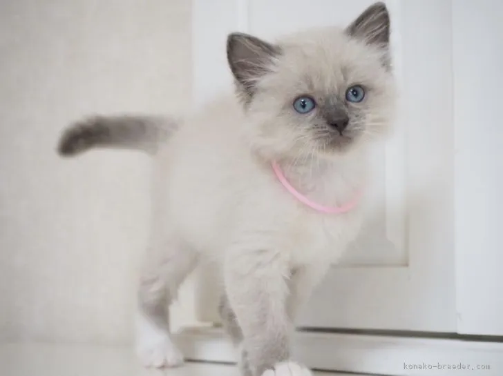 ID：1708-00149の子猫