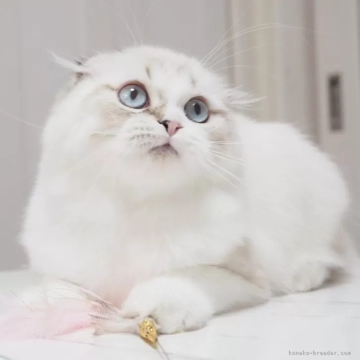 ID:2311-00652の子猫