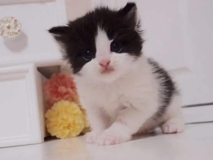 に 様のお迎えした子猫