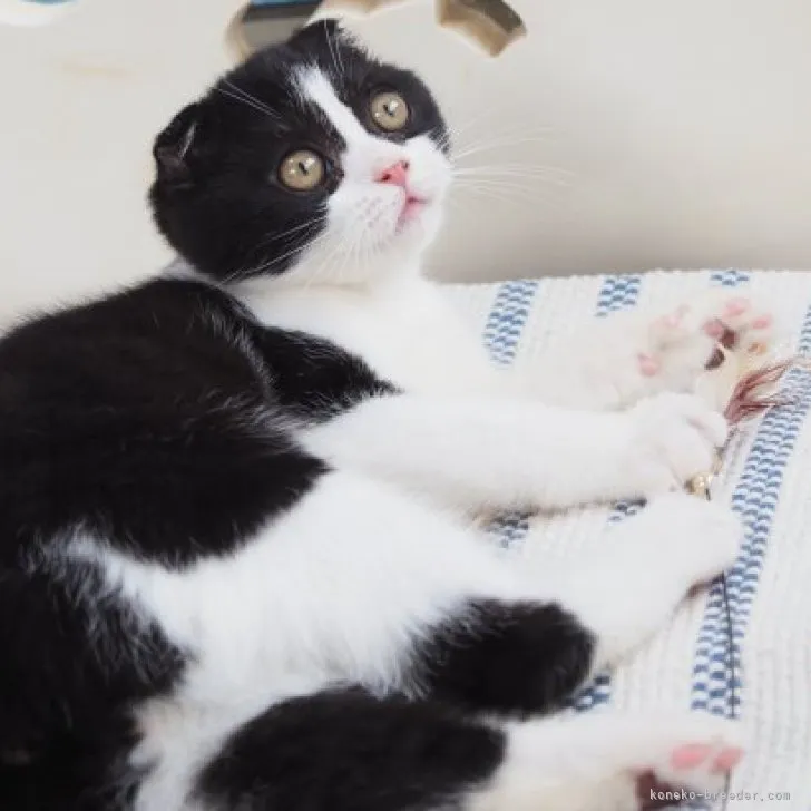 ID：2305-01513の子猫