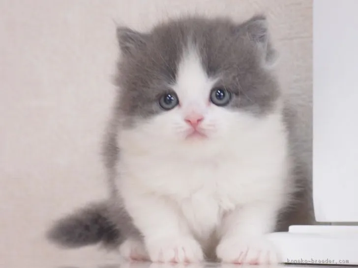 ID：1704-00969の子猫