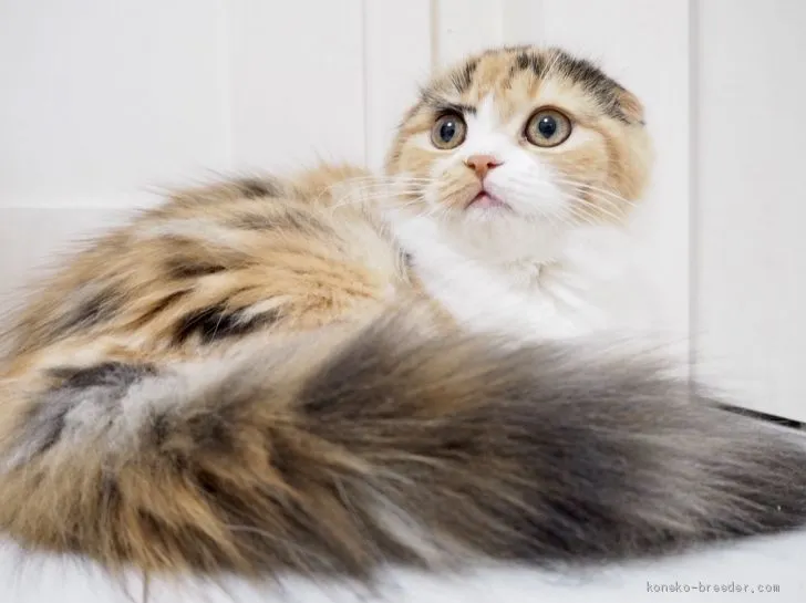 ID：1902-00872の子猫