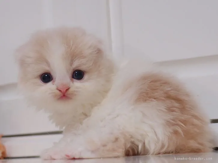 ID：1606-00960の子猫