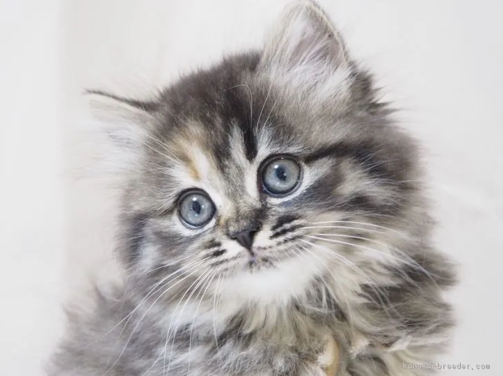 ID：1711-00899の子猫