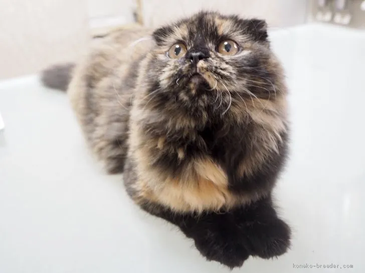 ぽんた 様のお迎えした子猫